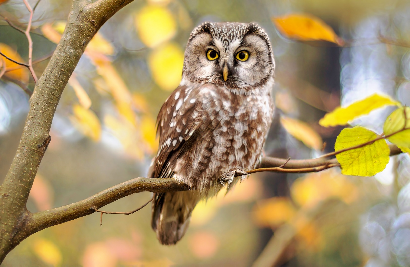 Eule auf einem Ast in herbstlicher Umgebung